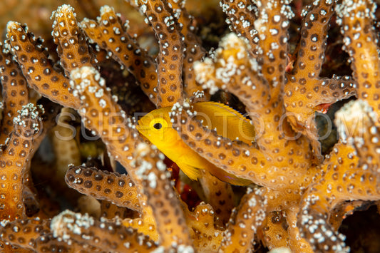 lemon damsel