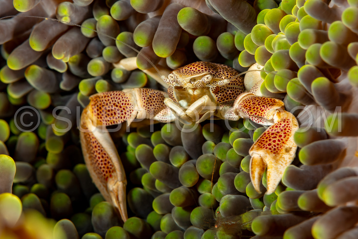 Photo de crabe de porcelaine tacheté