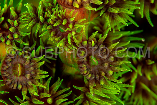 stony coral polyp