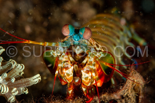 peacock mantis shrimp
