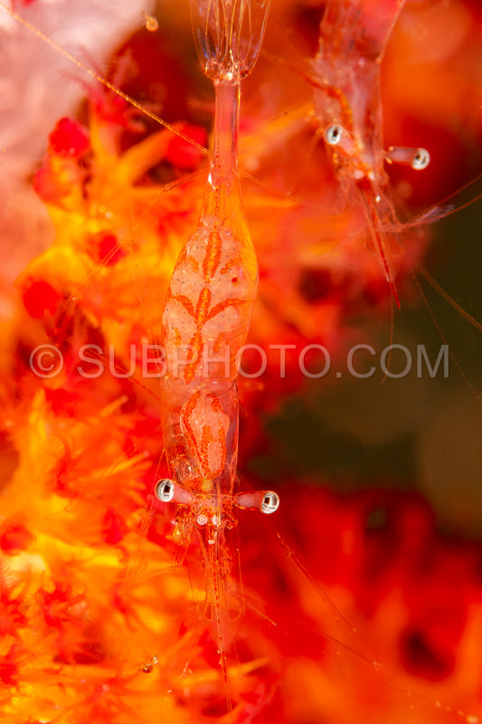 night shrimp on soft coral