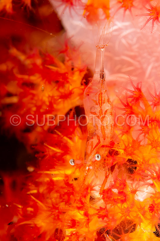 night shrimp on soft coral