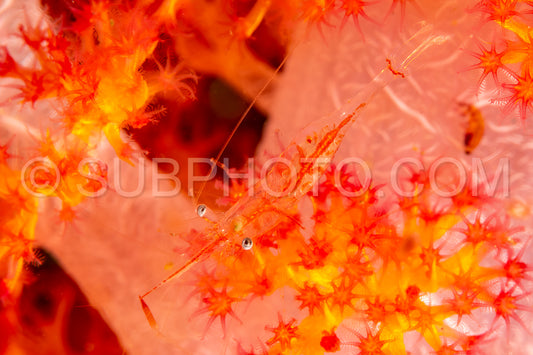 night shrimp on soft coral