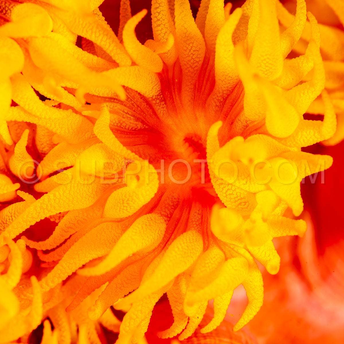 Photo de ahermatypic cup coral