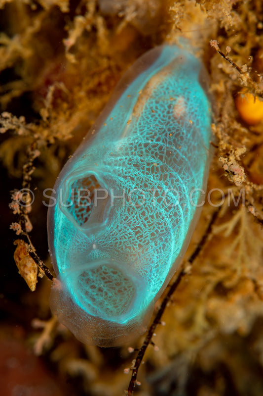 tunicate