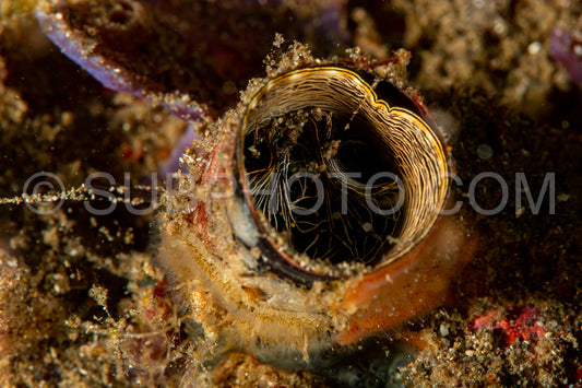 tunicate