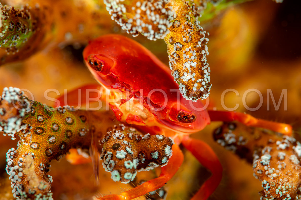 Photo de crabe de garde à points rouges