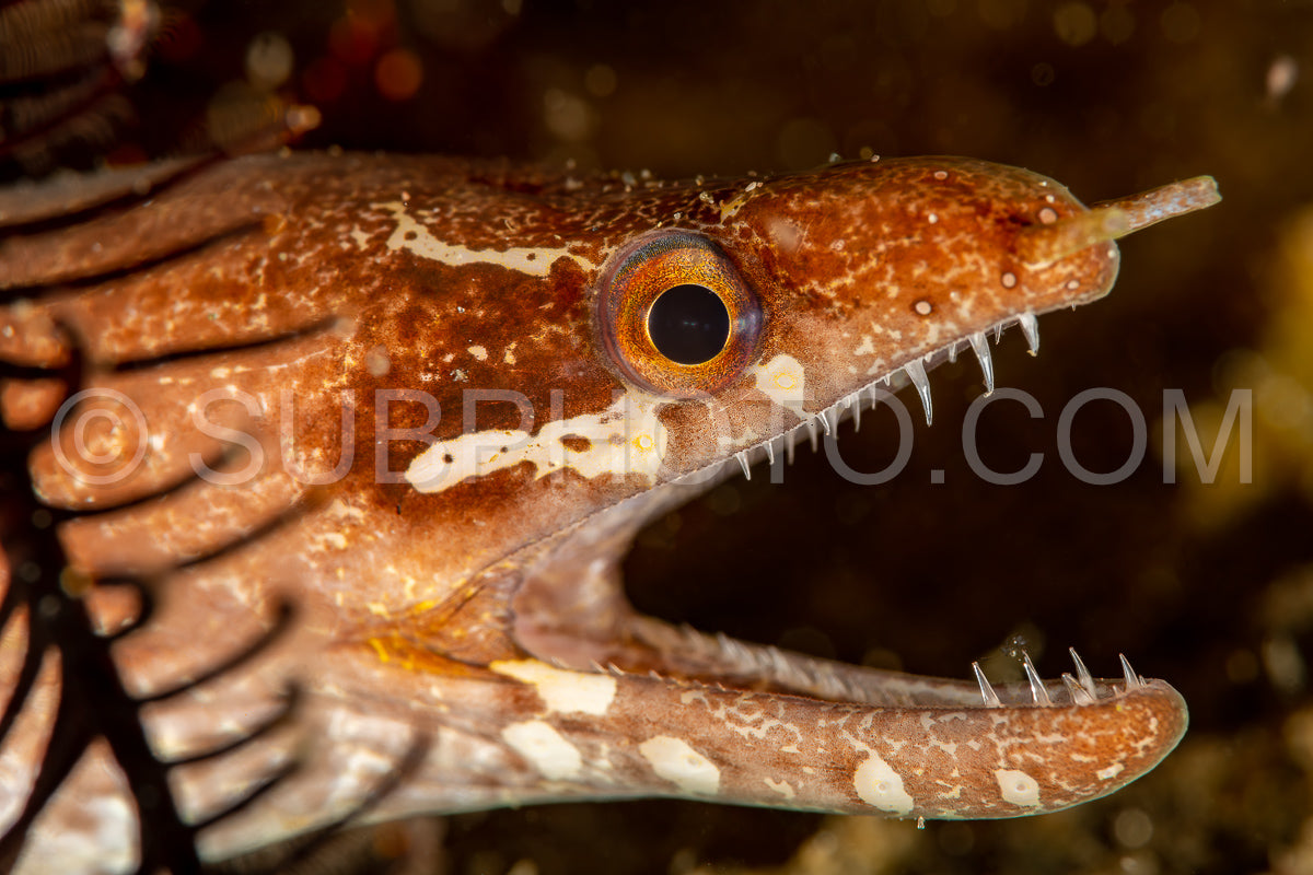 Photo de lune snakemoray