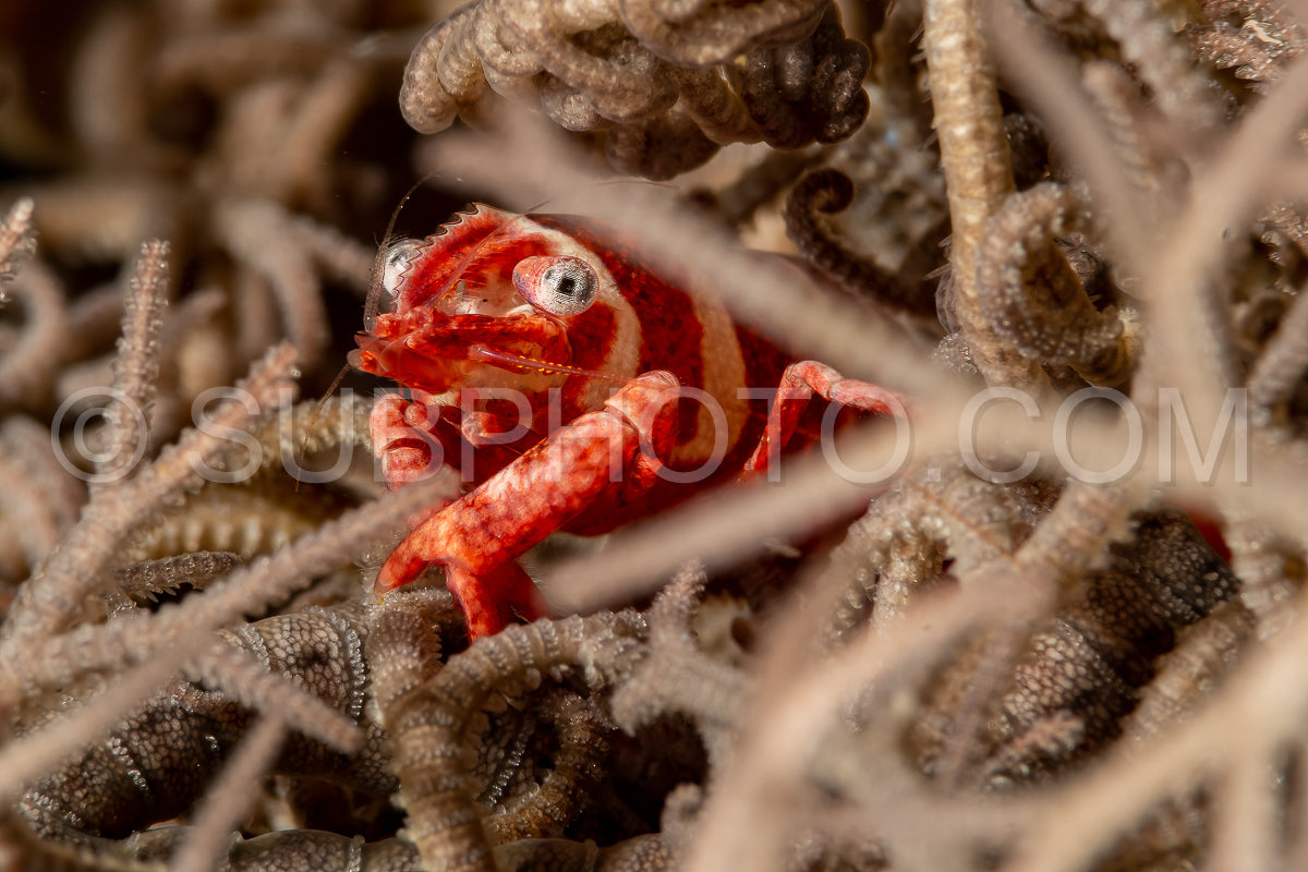 basket star shrimp