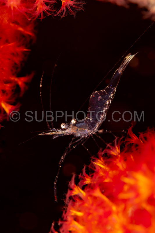 translucent gorgonian shrimp