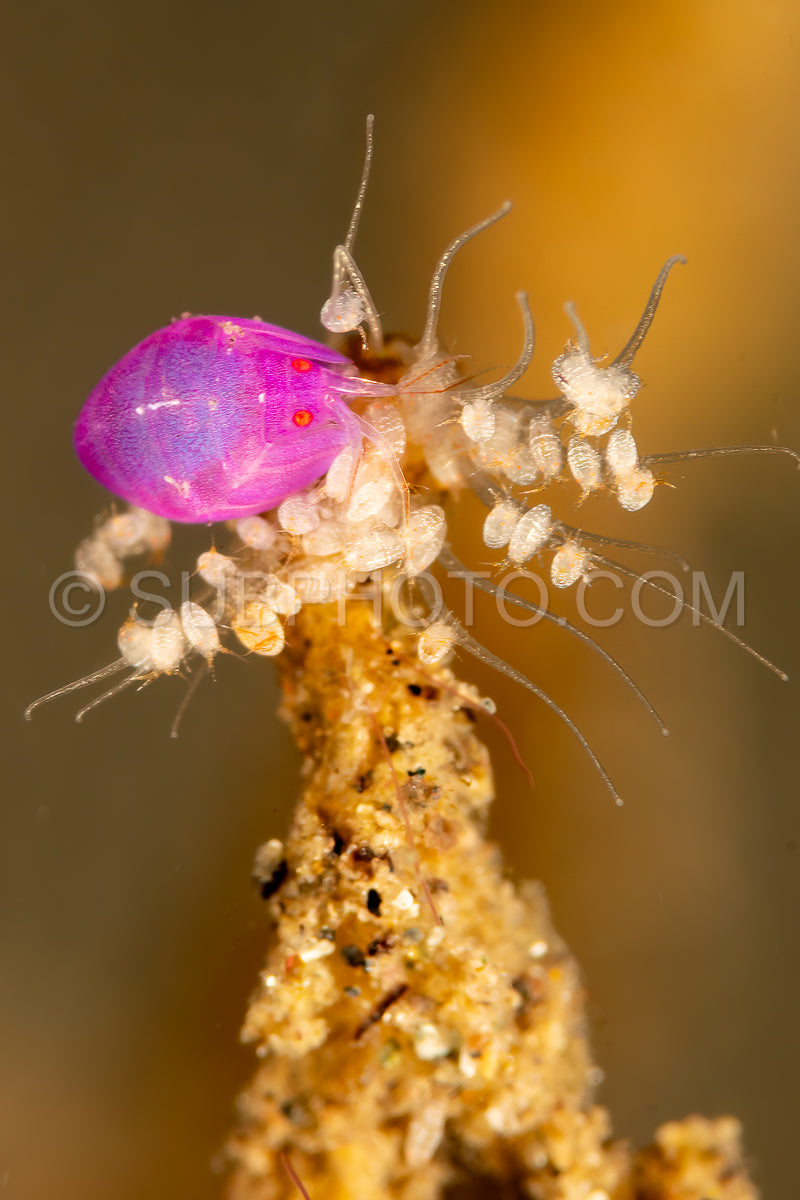 Photo de amphipode non décrit