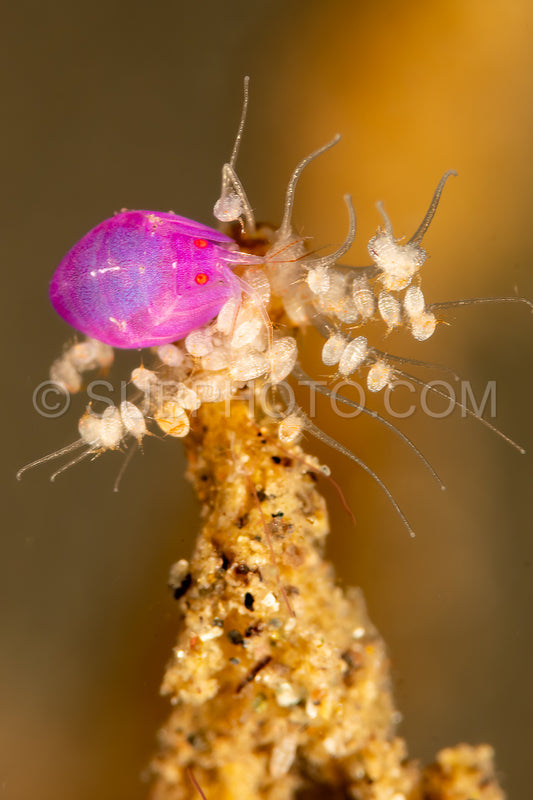 Photo de amphipode non décrit