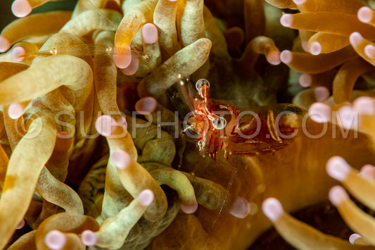 Photo de crevette commensale