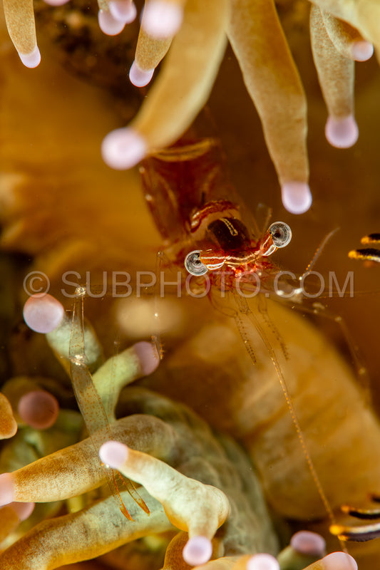 Photo de crevette commensale