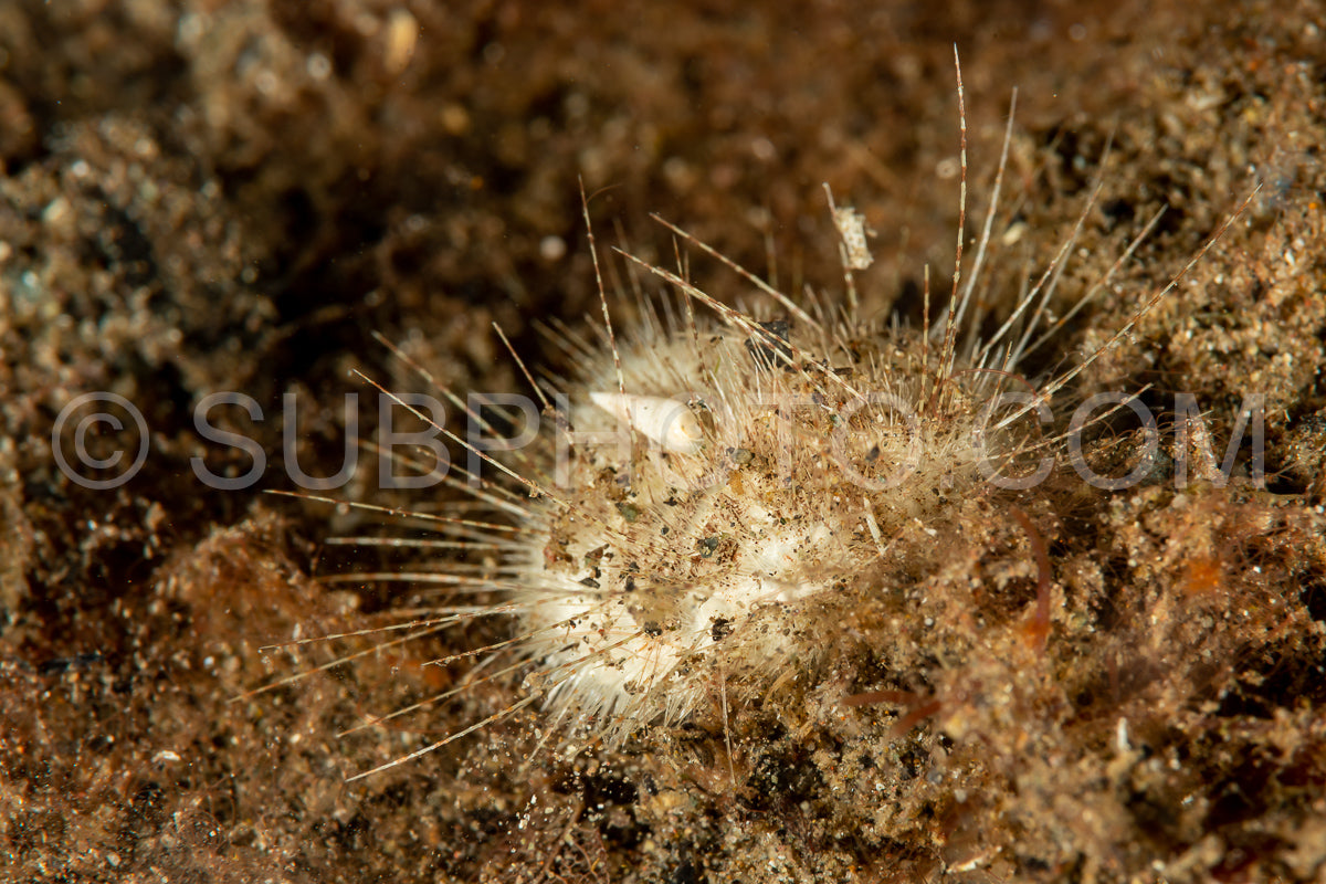 hearth heart urchin