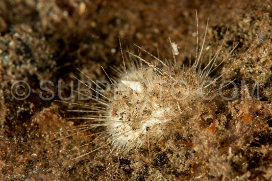 hearth heart urchin