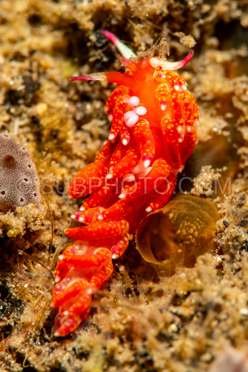 sea slug nudibranch Cuthona Tergipedidae