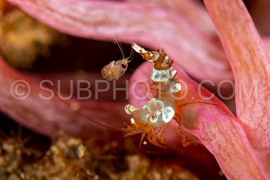 thor squat shrimp