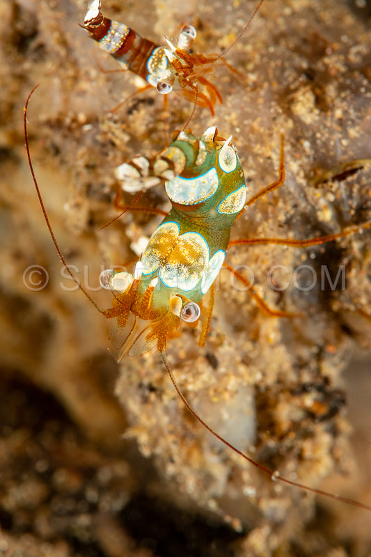 thor squat shrimp