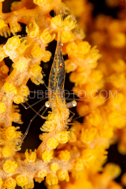 translucent gorgonian shrimp