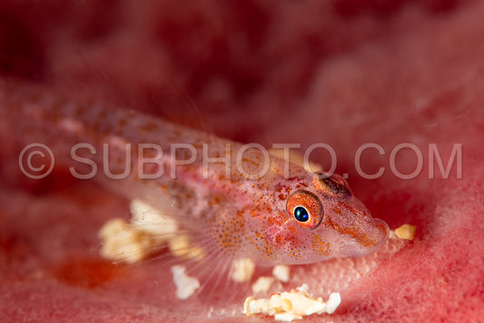 barrel sponge ghostgoby