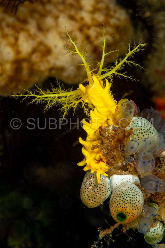 Photo de concombre de mer jaune