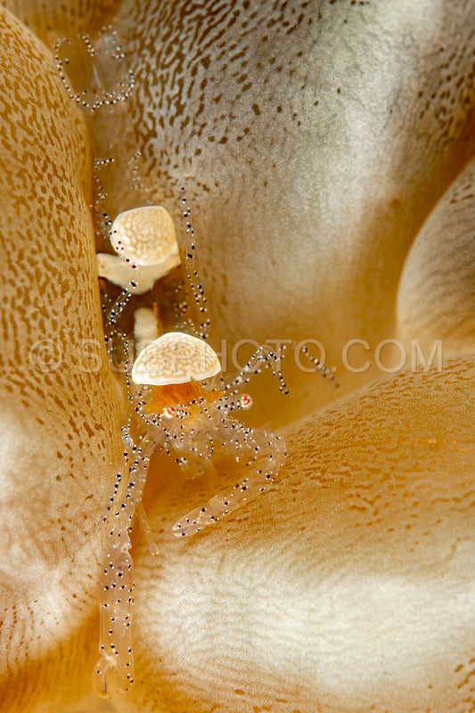 egg shell shrimp