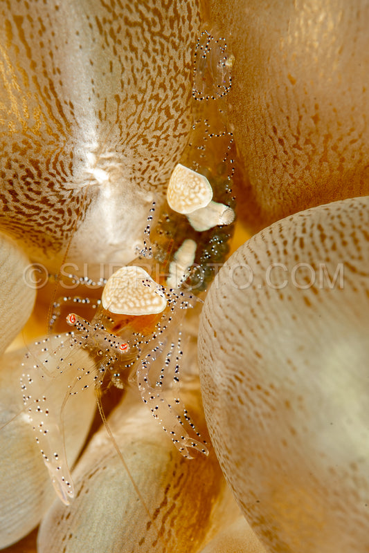egg shell shrimp