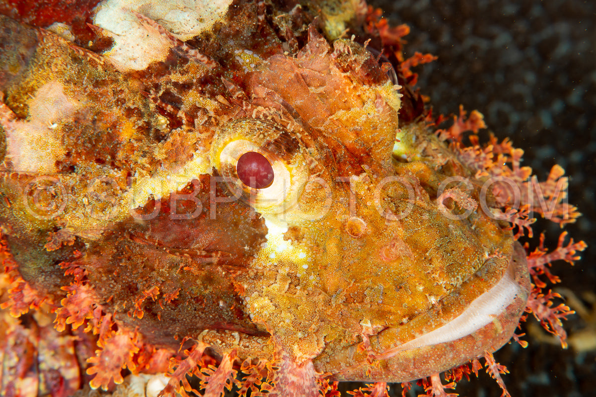tasseled scorpionfish