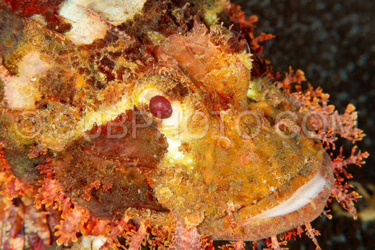 tasseled scorpionfish