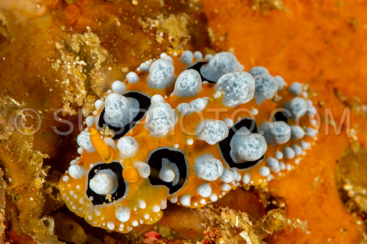 sea slug nudibranch Phyllidia ocellata