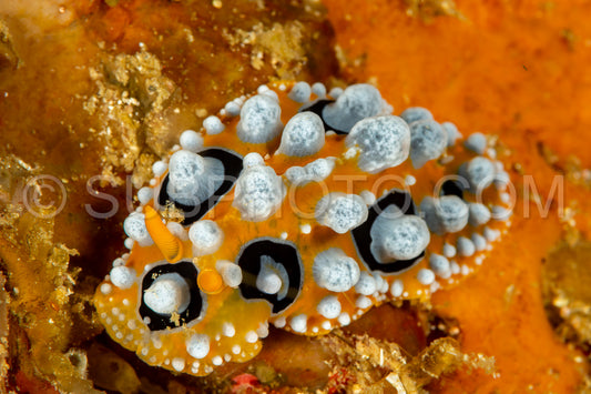 sea slug nudibranch Phyllidia ocellata