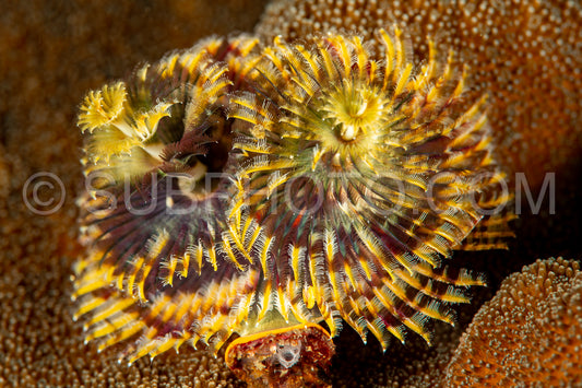 christmas tree worm