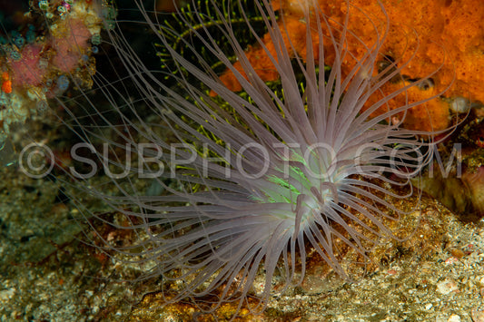 Photo de anémone tubulaire