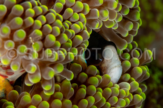 barrier reef anemonefish