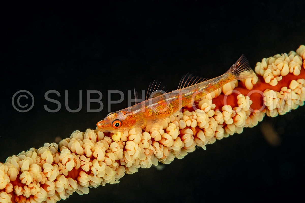 large whip goby