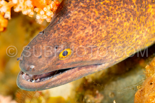 yellow-edged moray or yellowmargin moray
