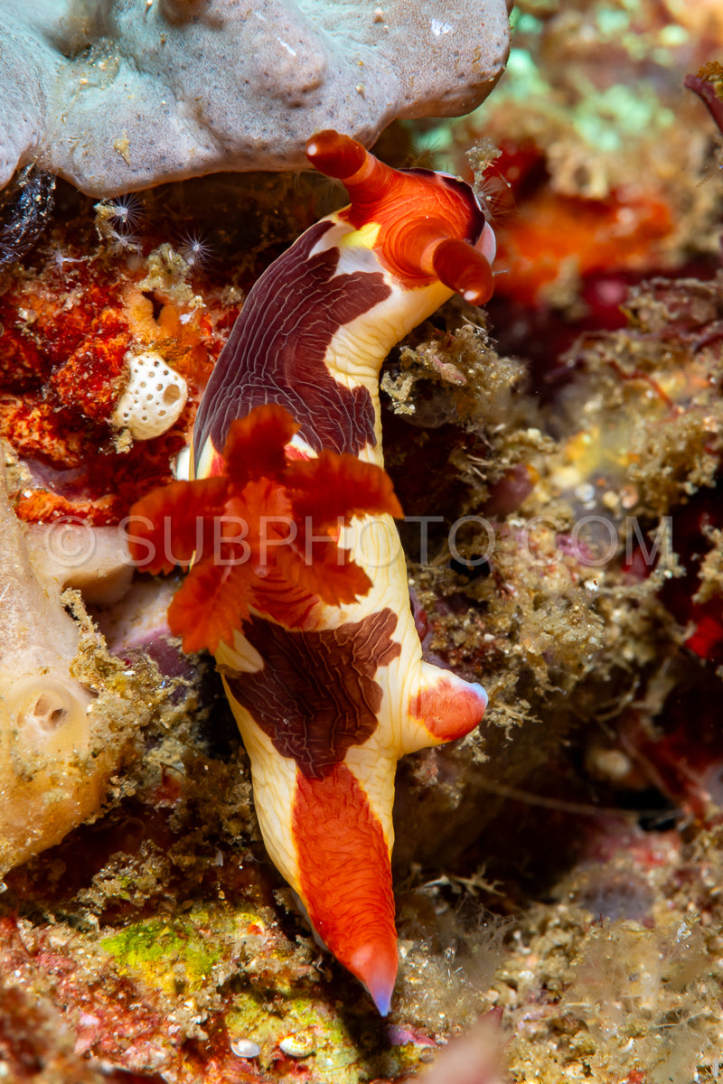 sea slug nudibranch  Nembrotha chamberlaini