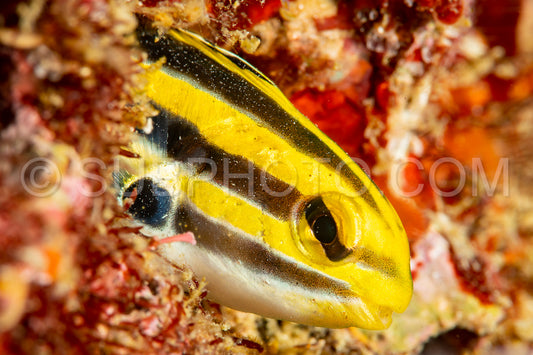 Photo de fangblenny rayé