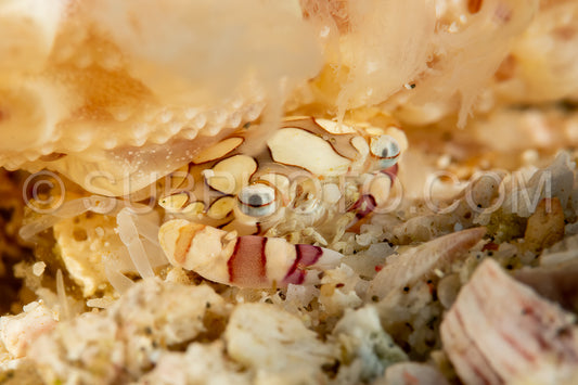 Photo de crabe nageur arlequin