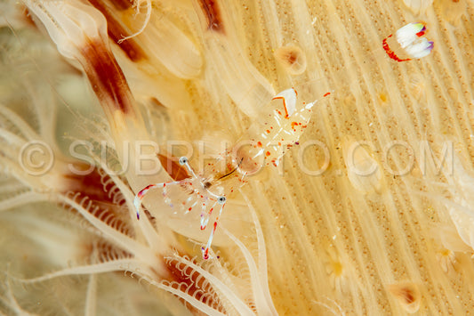 Photo de crevette anémone holthuis