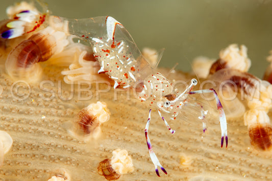 holthuis anemone shrimp