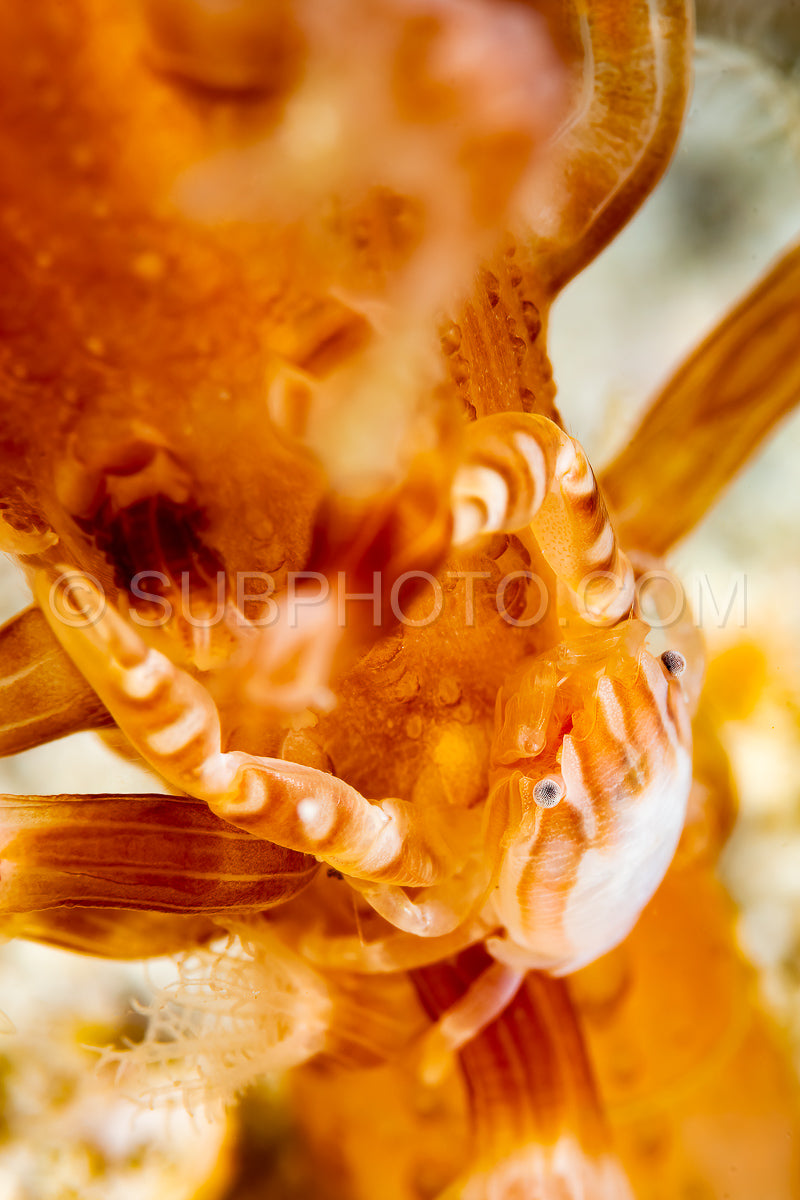 haig's porcelain crab