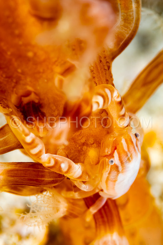 Photo de le crabe de porcelaine de haig