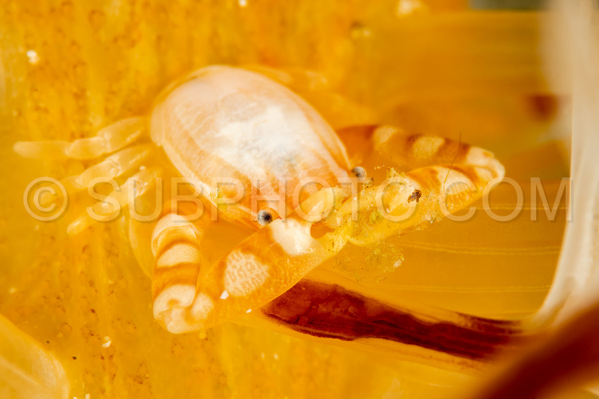 haig's porcelain crab
