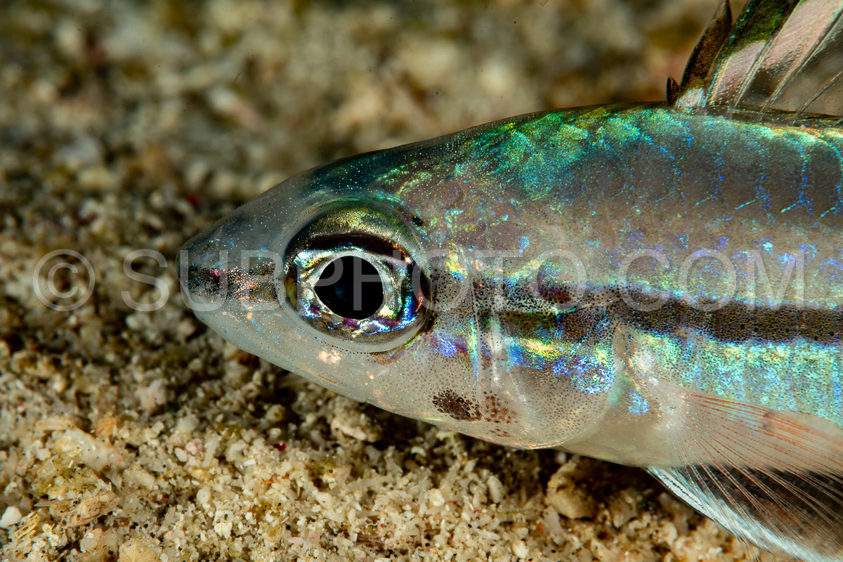 cardinalfish