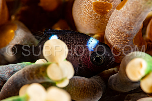 juvenile three-spot dascyllus