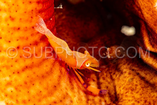 emperor shrimp