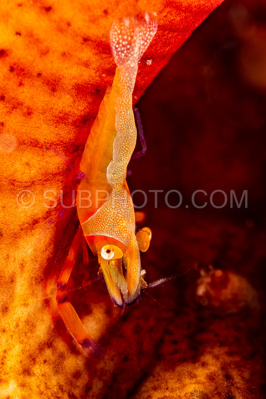 emperor shrimp