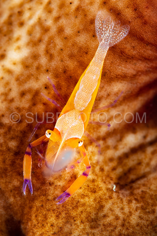 emperor shrimp